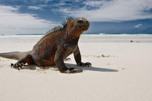 Hibridna iguana - rezultat ekološke katastrofe